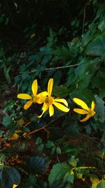 Close-up of yellow flowers blooming outdoors