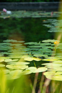 Close-up of lotus water lily in lake