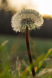 Close-up of flower against blurred background