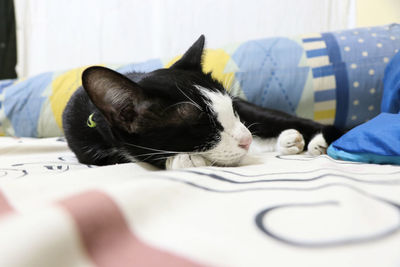 Cat lying on bed at home