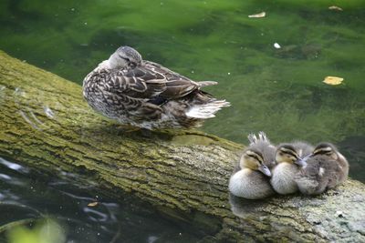 Duck swimming on lake