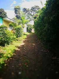 Footpath amidst trees and buildings against sky