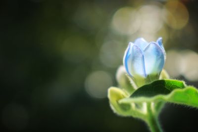 Close-up of flower blooming outdoors