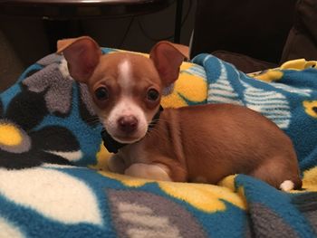 Portrait of puppy relaxing on bed