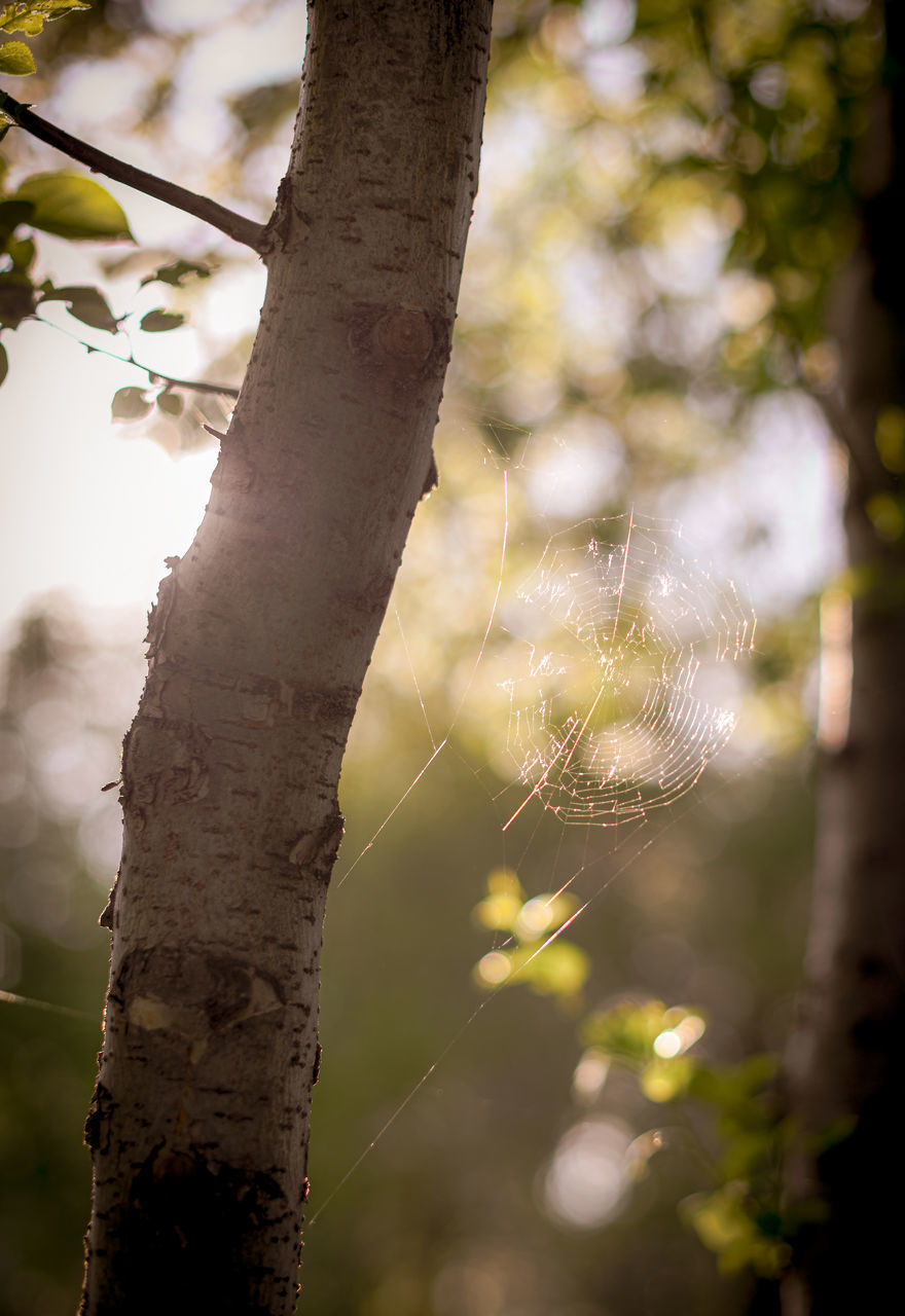 CLOSE-UP OF TREE TRUNKS IN SUNLIGHT