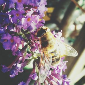 Close-up of bee pollinating on purple flower