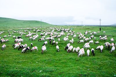 Flock of sheep grazing on field against sky