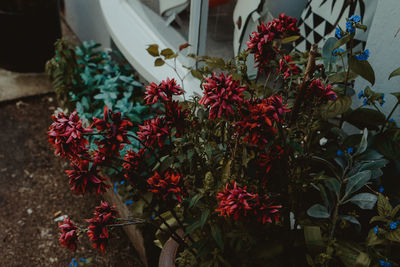 High angle view of red flower pot