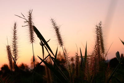 Close-up of plants on field against sky during sunset