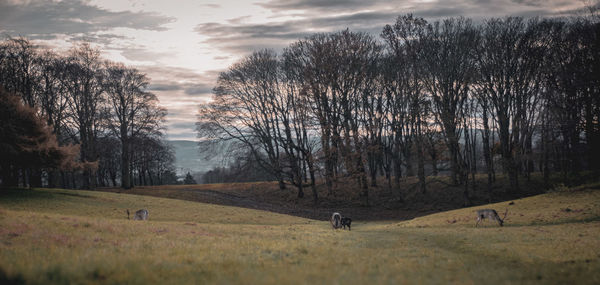 View of trees on field against sky