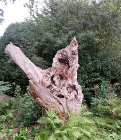 Close-up of tree trunk