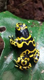 Close-up of yellow-banded poison arrow frog on leaf