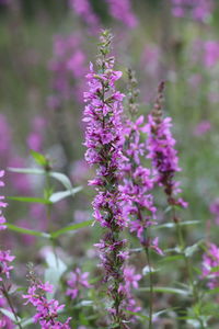 Close-up of pink flowering plant