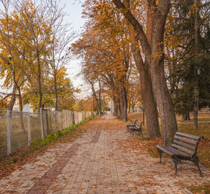 Empty bench amidst trees in park during autumn