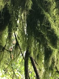 Low angle view of tree