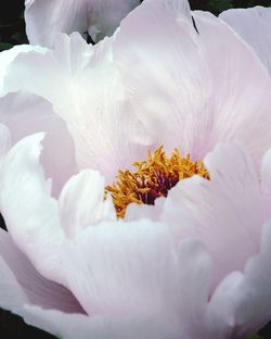 Close-up of pink peony blooming outdoors