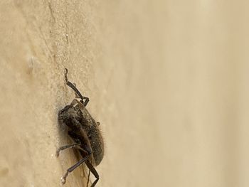 Close-up of spider on wall
