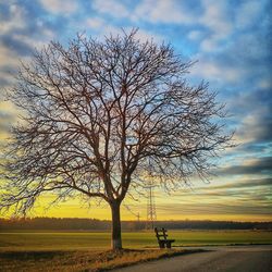 Bare tree on field against sky during sunset