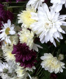 Close-up of flowers