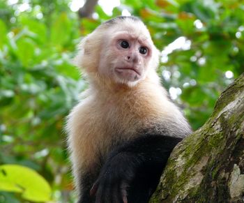 Low angle view of monkey sitting on tree