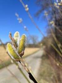 Low angle view of flowering plant against sky