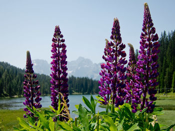 Close-up of purple flowers growing on field against sky