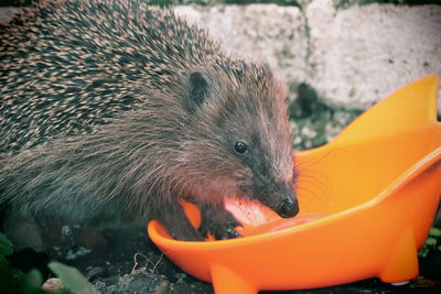 Close-up portrait of a eating hedgehog