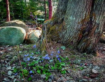Plants growing on tree trunk