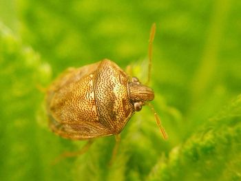 Close-up of insect on leaf