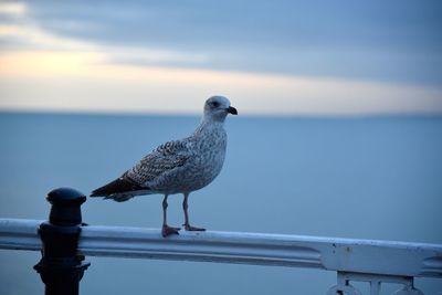 Seagull perching on shore against sea