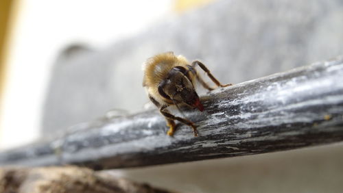 Close-up of insect