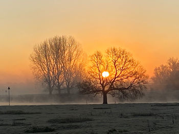 Bare trees against sky during sunset