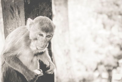 Portrait of monkey sitting on tree