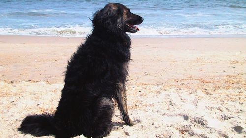 Black dog on beach against sea