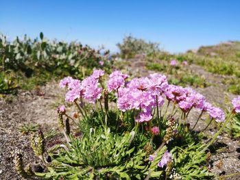 Close-up of pink flowering plants on field