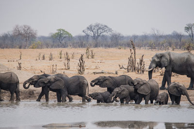 Elephants standing in lake