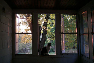 Dog looking through window