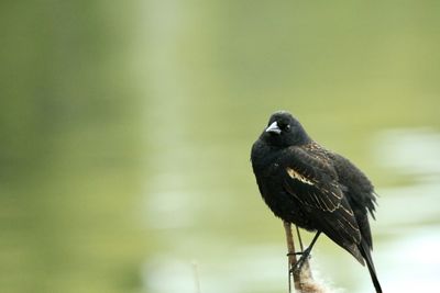 Close up of bird perching on a plant