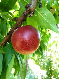 Close-up of apple growing on tree