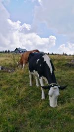 Cows standing in field