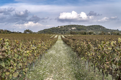 Panoramic view of agricultural field against sky