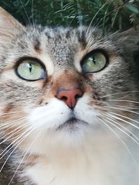 Close-up portrait of a cat