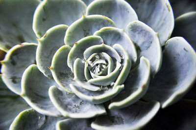 Close-up of succulent plant