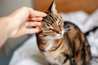 Midsection of person holding cat