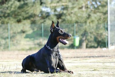 Dog on field