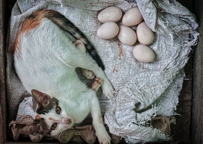 High angle view of cat in container