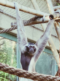 Low angle view of monkey on tree in zoo