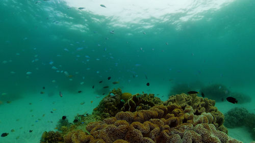 Underwater colorful tropical fishes. wonderful and beautiful underwater colorful fishes and corals 