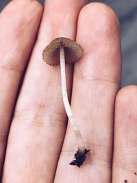 Close-up of hand holding leaf