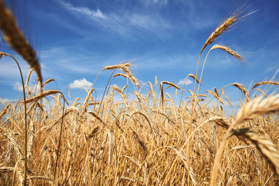 Rye ears close up. rye field in summer day. harvest concept